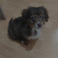 Tibet Terrieri, Köpek  Tosbik fotoğrafı