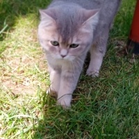 British Shorthair, Kedi  Maviş fotoğrafı
