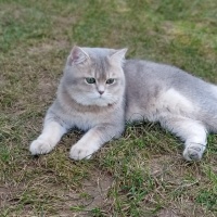 British Shorthair, Kedi  Maviş fotoğrafı
