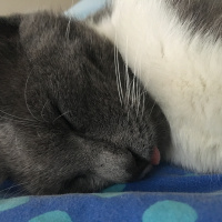 Tekir Kedi, Kedi  Bal bıdık  fotoğrafı