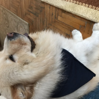 Tekir Kedi, Kedi  Bal bıdık  fotoğrafı