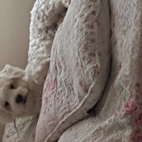 Maltese, Köpek  Softy fotoğrafı