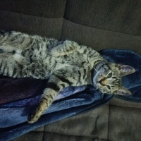 Tekir Kedi, Kedi  Apollo fotoğrafı