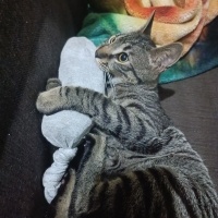 Tekir Kedi, Kedi  Apollo fotoğrafı