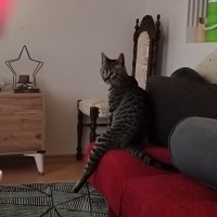 Tekir Kedi, Kedi  Apollo fotoğrafı
