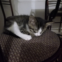 Tekir Kedi, Kedi  Minnak fotoğrafı