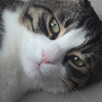 Tekir Kedi, Kedi  Minnak fotoğrafı