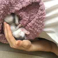 Tekir Kedi, Kedi  ÜZÜM fotoğrafı