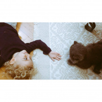 İran Kedisi (Persian), Kedi  Thor fotoğrafı