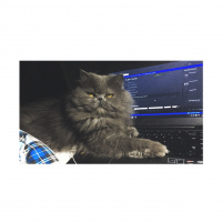 İran Kedisi (Persian), Kedi  Thor fotoğrafı
