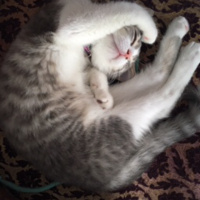 British Shorthair, Kedi  Gofret fotoğrafı