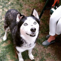 Sibirya Kurdu (Husky), Köpek  Rush fotoğrafı