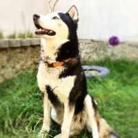 Sibirya Kurdu (Husky), Köpek  Rush fotoğrafı