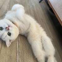 British Shorthair, Kedi  Felo fotoğrafı