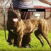 Presa Canario, Köpek  Akana Guardia Turca de Smyrna fotoğrafı