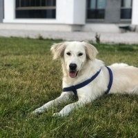 Golden Retriever, Köpek  Eva fotoğrafı