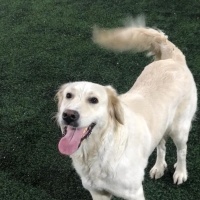 Golden Retriever, Köpek  Eva fotoğrafı