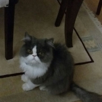 İran Kedisi (Persian), Kedi  Yumak fotoğrafı