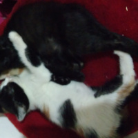 Tekir Kedi, Kedi  Kedi fotoğrafı