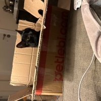 Bombay, Kedi  zeytin fotoğrafı