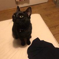 Bombay, Kedi  zeytin fotoğrafı