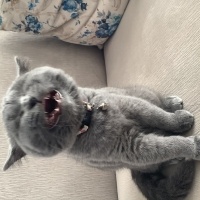British Shorthair, Kedi  Duman fotoğrafı