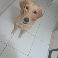 Golden Retriever, Köpek  Chuky fotoğrafı