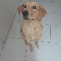 Golden Retriever, Köpek  Chuky fotoğrafı