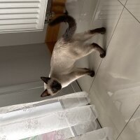 Siyam Kedisi, Kedi  Mia fotoğrafı