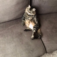 Tekir Kedi, Kedi  Kekik fotoğrafı