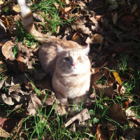 Tekir Kedi, Kedi  Tekir fotoğrafı