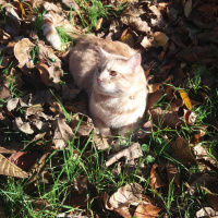 Tekir Kedi, Kedi  Tekir fotoğrafı