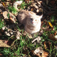 Tekir Kedi, Kedi  Tekir fotoğrafı