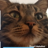 Tekir Kedi, Kedi  Mia fotoğrafı