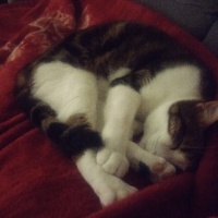 Tekir Kedi, Kedi  Boncuk fotoğrafı