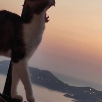 Tekir Kedi, Kedi  Boncuk fotoğrafı
