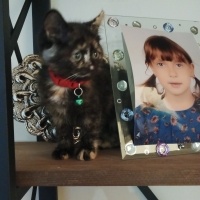 Mavi Rus, Kedi  Boncuk fotoğrafı