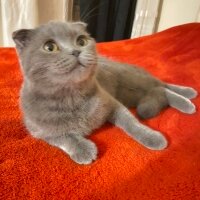 Scottish Fold, Kedi  juliet fotoğrafı