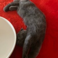 Scottish Fold, Kedi  juliet fotoğrafı