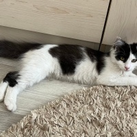 Norwegian Forest, Kedi  Pamuk fotoğrafı