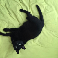 Bombay, Kedi  Gece fotoğrafı