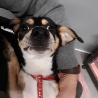Chihuahua, Köpek  yummy fotoğrafı