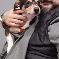 Chihuahua, Köpek  yummy fotoğrafı