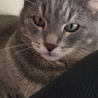 Scottish Fold, Kedi  burhan fotoğrafı