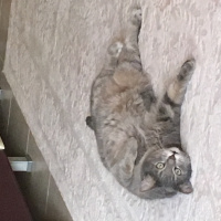 Scottish Fold, Kedi  burhan fotoğrafı