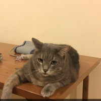 Scottish Fold, Kedi  burhan fotoğrafı