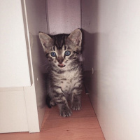 Scottish Fold, Kedi  burhan fotoğrafı