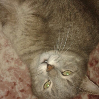 Scottish Fold, Kedi  burhan fotoğrafı