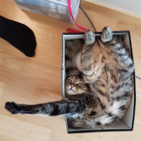 Scottish Fold, Kedi  burhan fotoğrafı