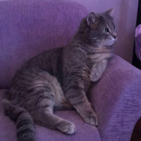 Scottish Fold, Kedi  burhan fotoğrafı